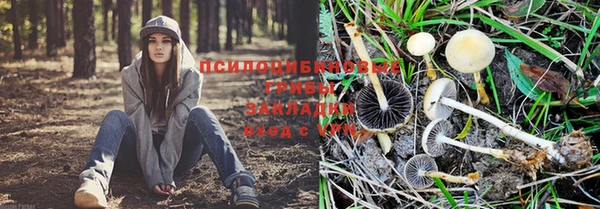 ПСИЛОЦИБИНОВЫЕ ГРИБЫ Алексеевка